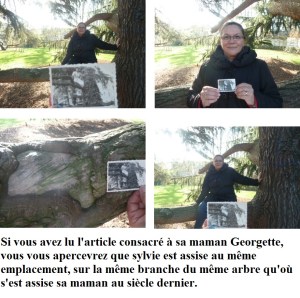 L'arbre de Georgette